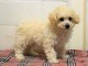 Adoption chiot bichon frise