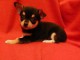 Chiot chihuahua LOF a donner pour NOEL