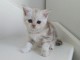 3 CHATONS BRITISH SHORTHAIR