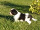 Chiots Cavaliers King Charles LOF a donner