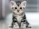 3 CHATONS BRITISH SHORTHAIR