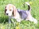 chiot Beagle LOF a donner pour noel