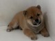 chiot Shiba inu lof a donner pour noel