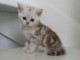 3 CHATONS BRITISH SHORTHAIR