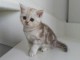 3 CHATONS BRITISH SHORTHAIR