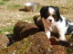 Adorable chiot cavalier kings charles femelle