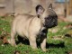 Chiot bouledogue français rouge fauve