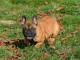 Chiot bouledogue français rouge fauve