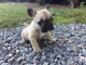 Chiot bouledogue français rouge fauve