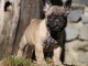 Chiot bouledogue français rouge fauve