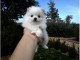 Chiot Spitz Naine femelle blanche Non lof A DONNER Pour NOEL