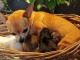 Chiot chihuahua non lof disponible fac reg 95x10= 950e