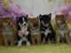 Magnifique Chiots Shiba A donner contre bon soin 