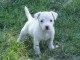 Chiot race Jack Russell Terrier Femelle à donner Pour Noel