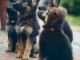 Chiots Berger Allemand 