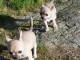 Chiot chihuahua femelle à céder