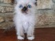 Chatons Ragdoll non loof