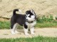 A donner chiot husky siberian femelle yeux bleu