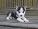 A donner chiot husky siberian femelle yeux bleu