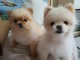 Chiots spitz nains a donner