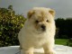 A donner magnifique chiot type chow chow femelle Pour Noel