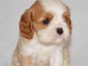 Donnez belle chiot cavalier king charles femelle