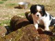 Donne petite chiot cavalier king charles 