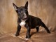 Donne chiot type Bull terrier 