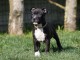 A donner chiot type Américan Staffordshire Terrier 