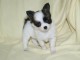 A donner Adorable Chiot chihuahua femelle Pour Noel