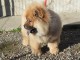 A donner bb chow chow 3 mois