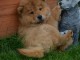 A donner bb chow chow 3 mois