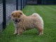 A donner bb chow chow 3 mois