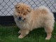 Chiot bb chow chow 3 mois pour adoption