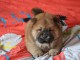 Chiot chow chow de 3 mois chercher foyer d