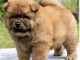 Chiot chow chow de 3 mois chercher foyer d