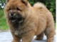 Chiot chow chow de 3 mois chercher foyer d