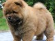 Chiot chow chow de 3 mois chercher foyer d