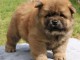 Chiot chow chow de 3 mois chercher foyer d