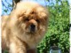 Chiot chow chow de 3 mois chercher foyer d