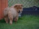 Chiot chow chow de 3 mois chercher foyer d