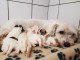 chiots cotons de tulear