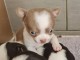 Chiot Chihuahua Adoption