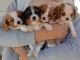 Chiots Cavalier King Charles Spaniel