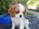 Chiots Cavalier King Charles Spaniel