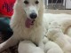 chiots berger blanc suisse