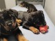 Magnifique chiot Rottweiler disponible 