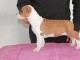 agnifiques chiot American staffordshire terrier