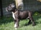 chiot American staffordshire terrier