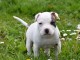 chiot American staffordshire terrier